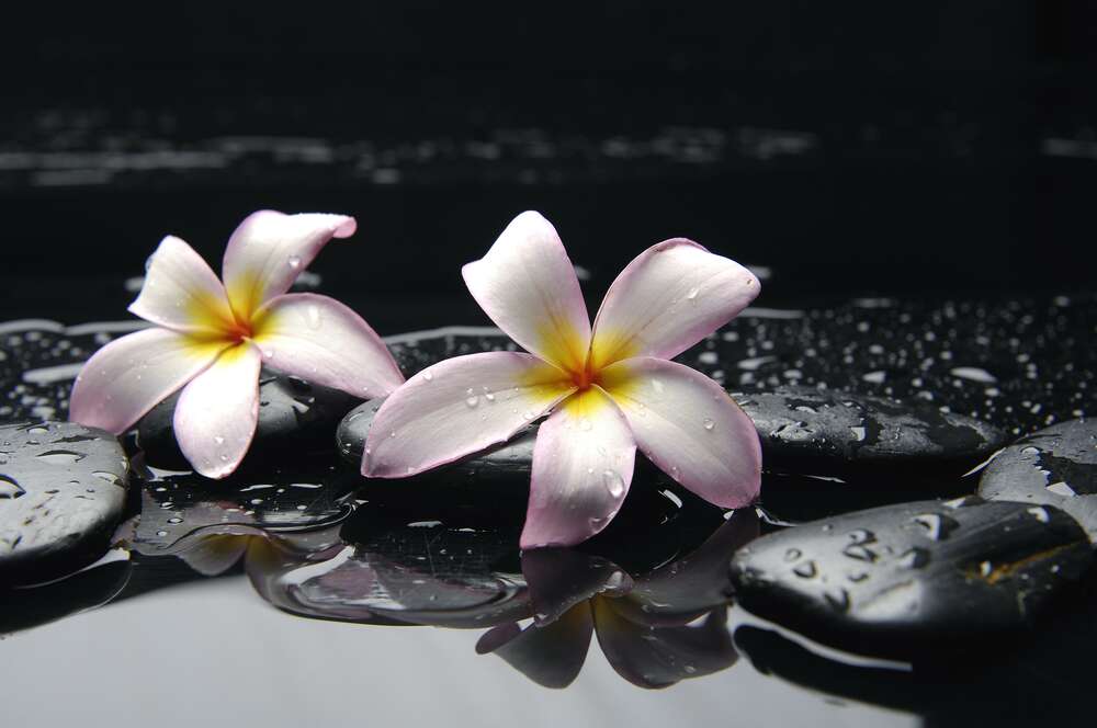картина-постер Ніжні квіти плюмерії на орошеному водою чорному камінні
