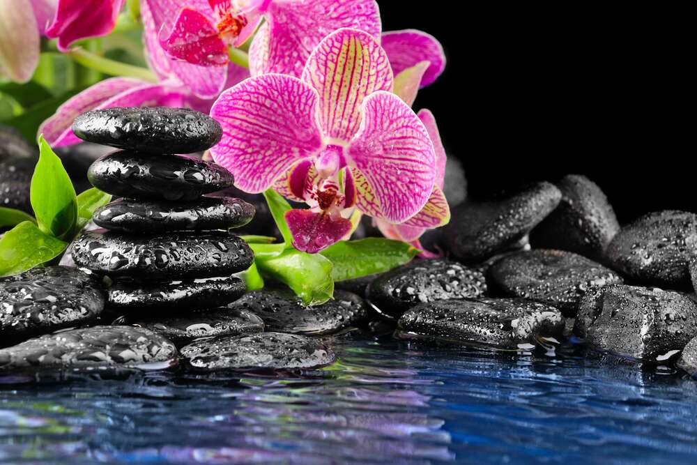 картина-постер Темно-рожеві орхідеї посеред прозорої водної гладі та вугільно-чорних каменів