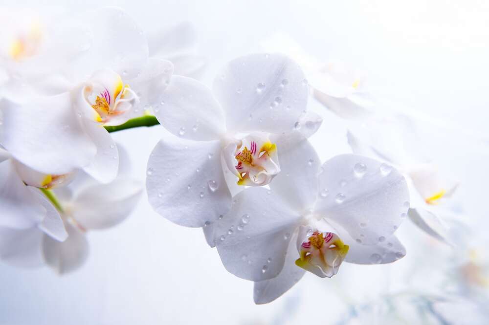 картина-постер Бриллианты капель воды на хрупких лепестках орхидей