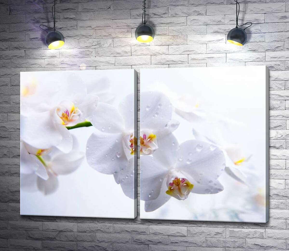 модульная картина Бриллианты капель воды на хрупких лепестках орхидей