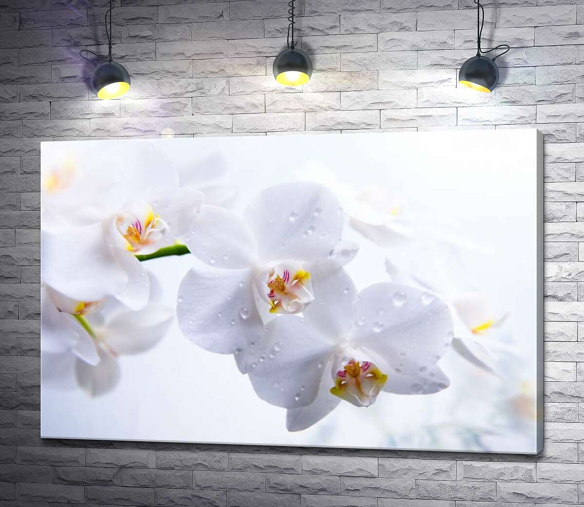 картина Бриллианты капель воды на хрупких лепестках орхидей