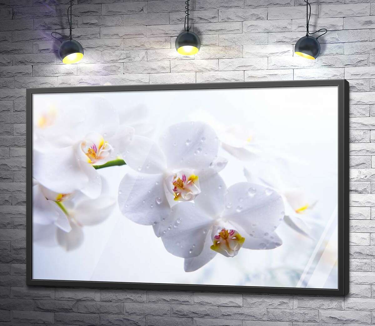 постер Бриллианты капель воды на хрупких лепестках орхидей