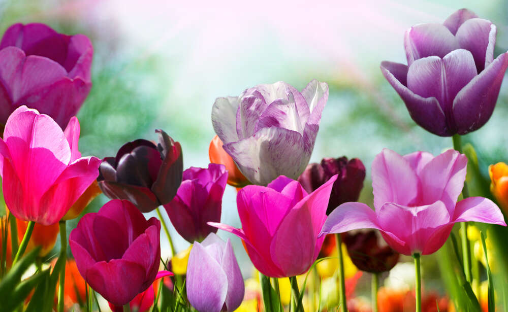 картина-постер Сочные краски хрупких тюльпанов