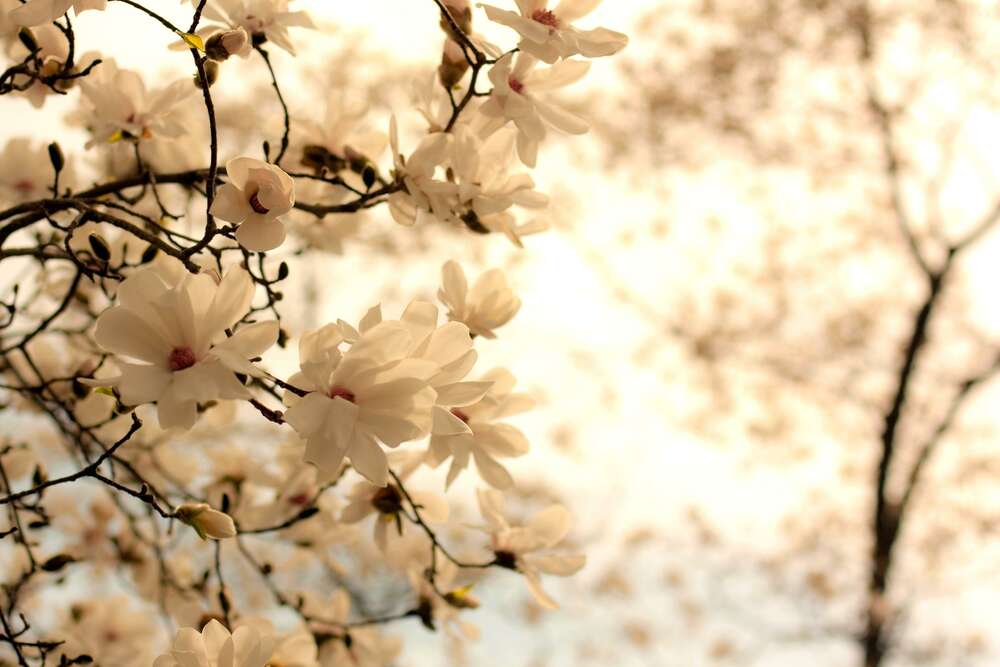 картина-постер Весна пришла в сад пышнолистых магнолий