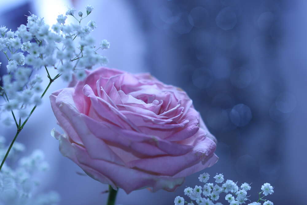картина-постер Рожева троянда та білі гіпсофіли на морозно-блакитному фоні