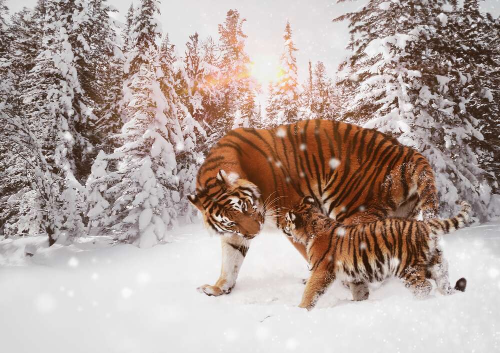 картина-постер Амурские тигры: мать с детенышем прогуливаются по заснеженному лесу