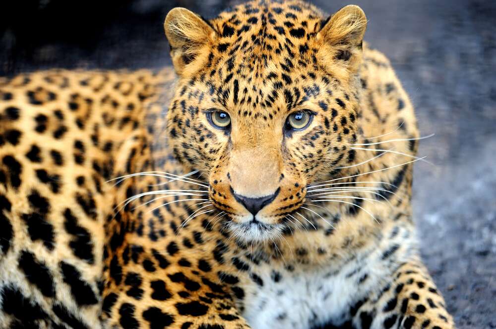 картина-постер Хищный взгляд пятнистой кошки - леопарда