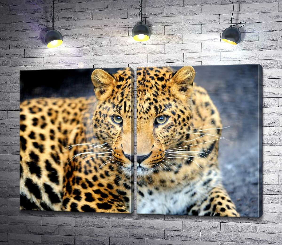 модульная картина Хищный взгляд пятнистой кошки - леопарда