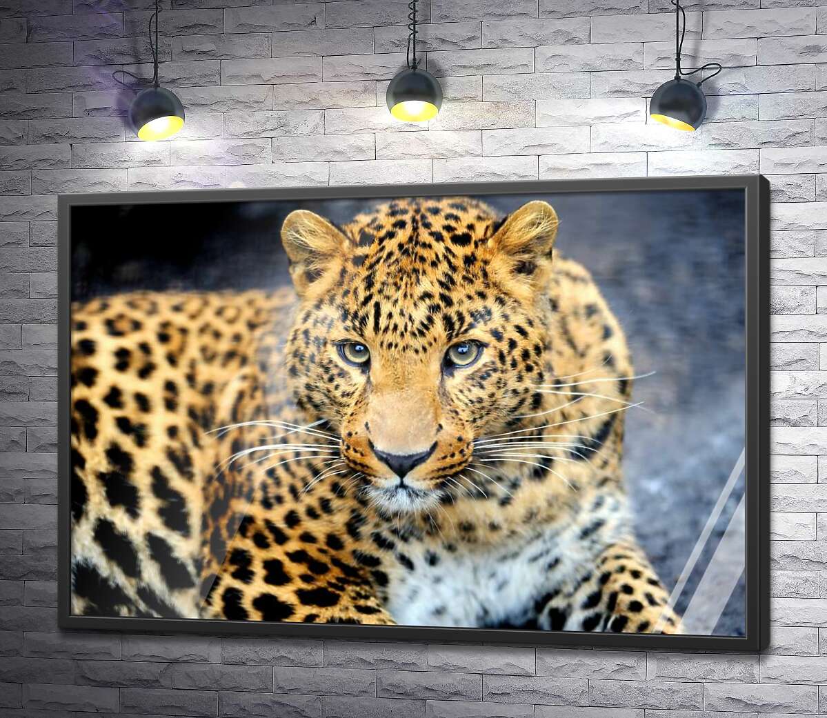 постер Хищный взгляд пятнистой кошки - леопарда