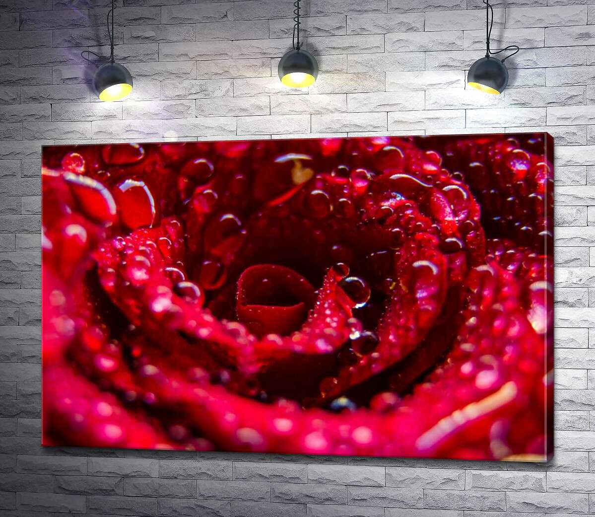 картина Прозрачные капли росы украшают красную розу
