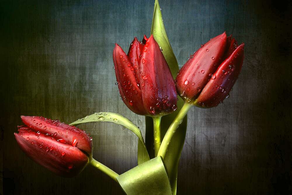 картина-постер Сочно-красные тюльпаны, омытые свежей росой