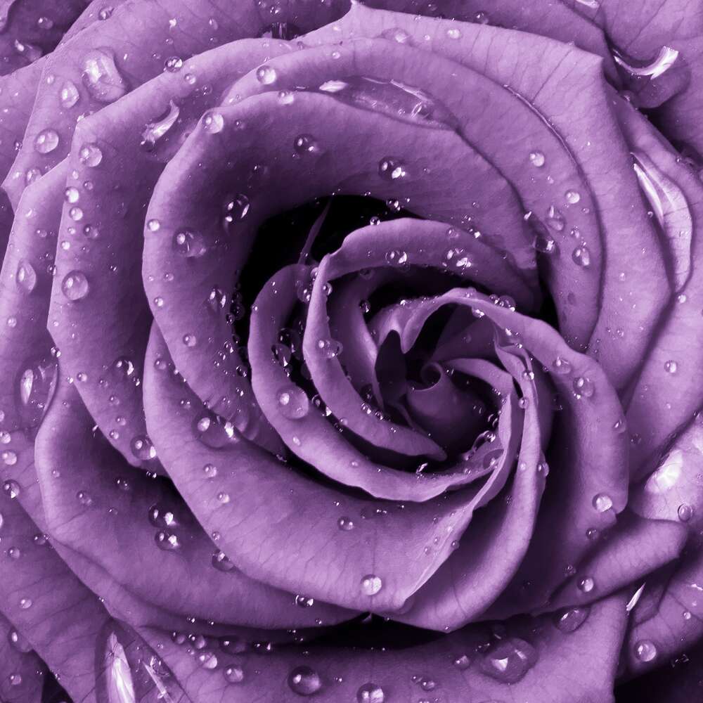 картина-постер Пышный цветок розы лавандового цвета