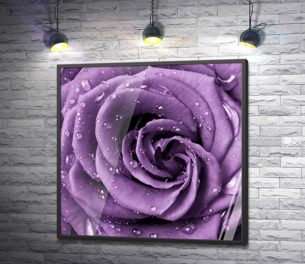 постер Пышный цветок розы лавандового цвета