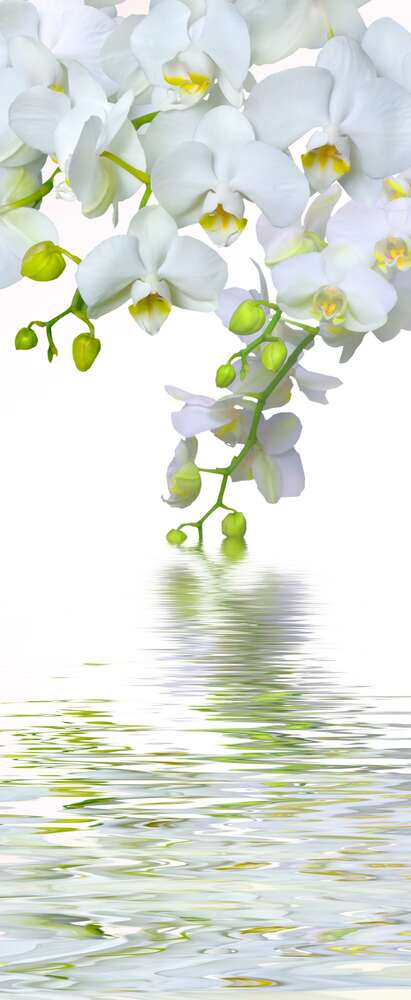 картина-постер Снежно-белые ветви орхидей свисают над прозрачными волнами воды