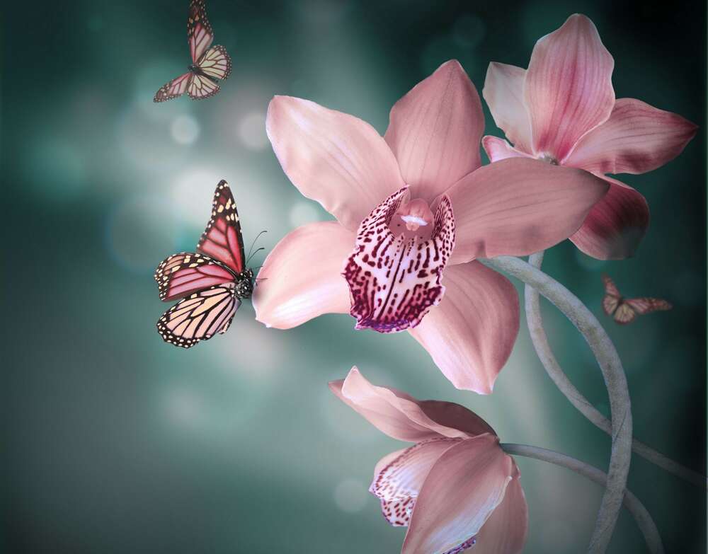 картина-постер Цветные бабочки парят среди остролистых орхидей