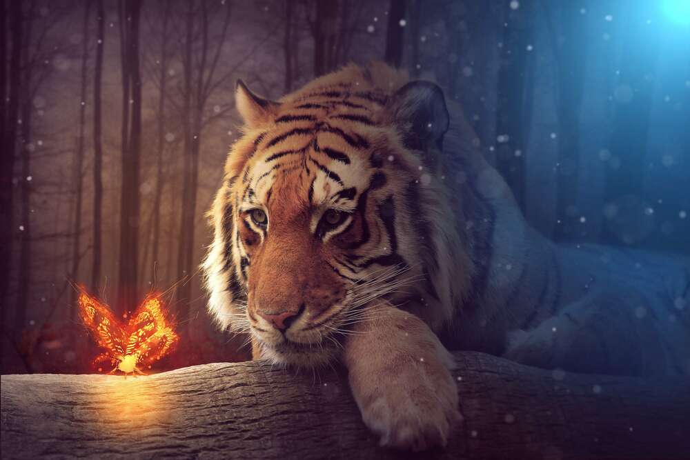 картина-постер Могутній тигр спостерігає за вогняним метеликом