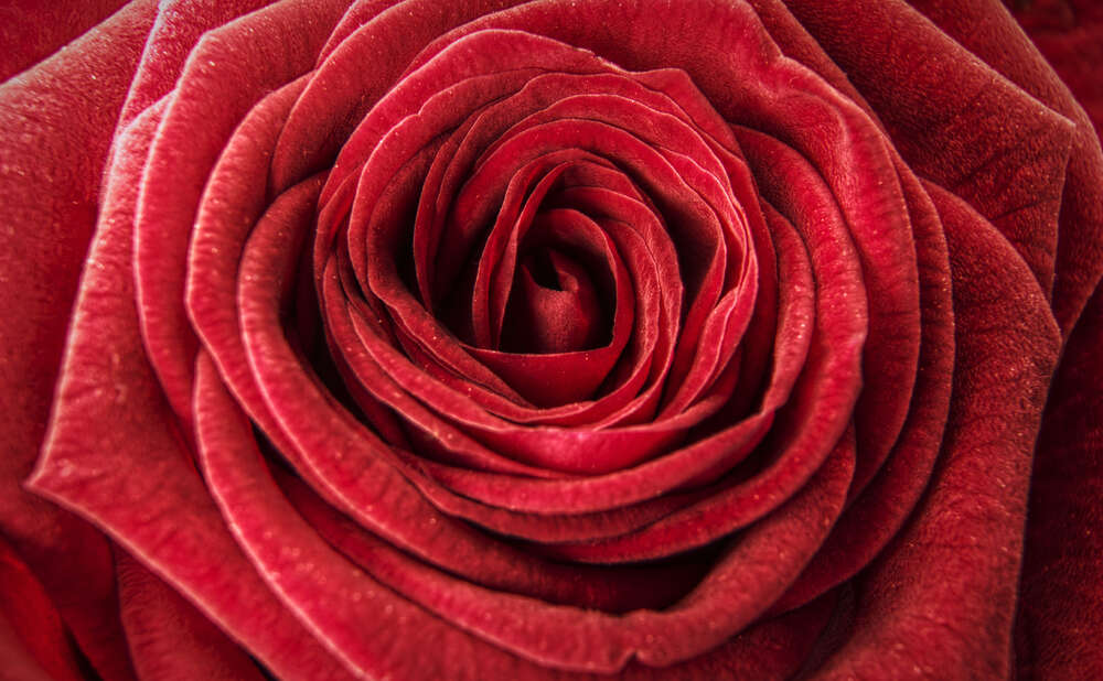 картина-постер Роскошь шелковистых лепестков красной розы