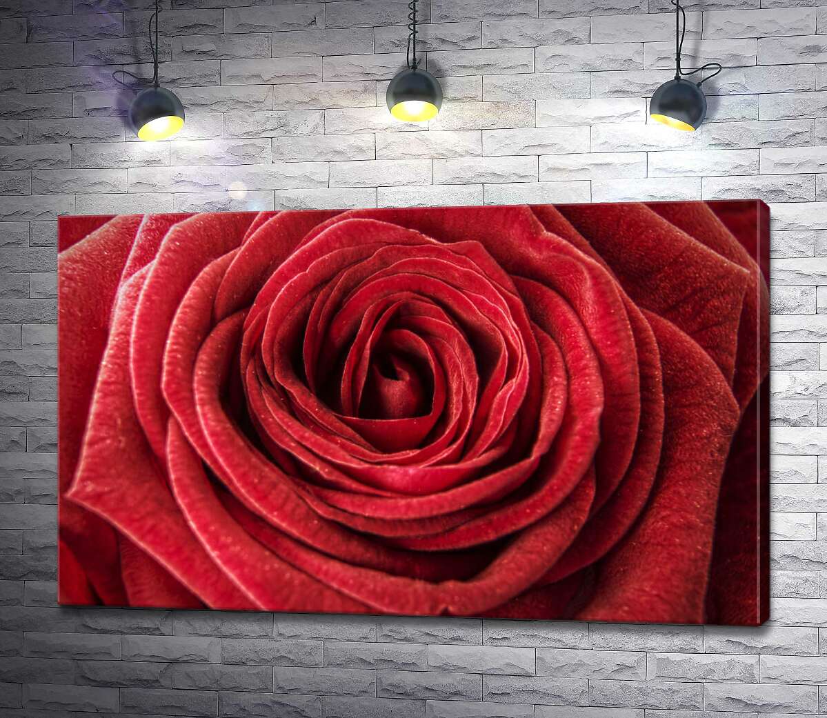 картина Роскошь шелковистых лепестков красной розы