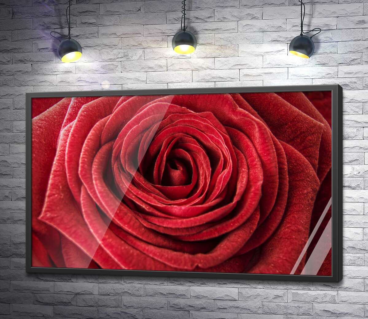 постер Роскошь шелковистых лепестков красной розы