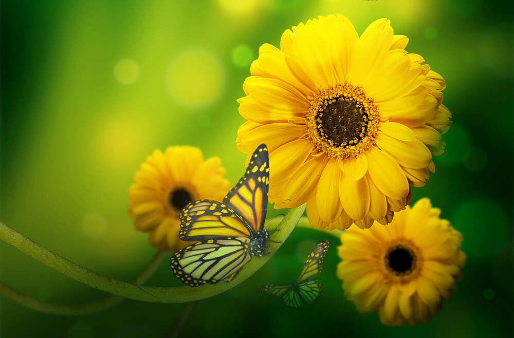 картина-постер Солнечно-желтые бабочки пролетают мимо золотых гербер