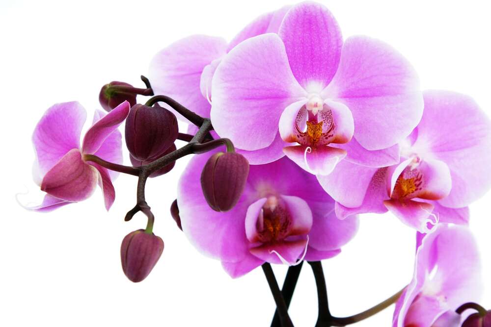 картина-постер Величаві квіти пурпурової орхідеї