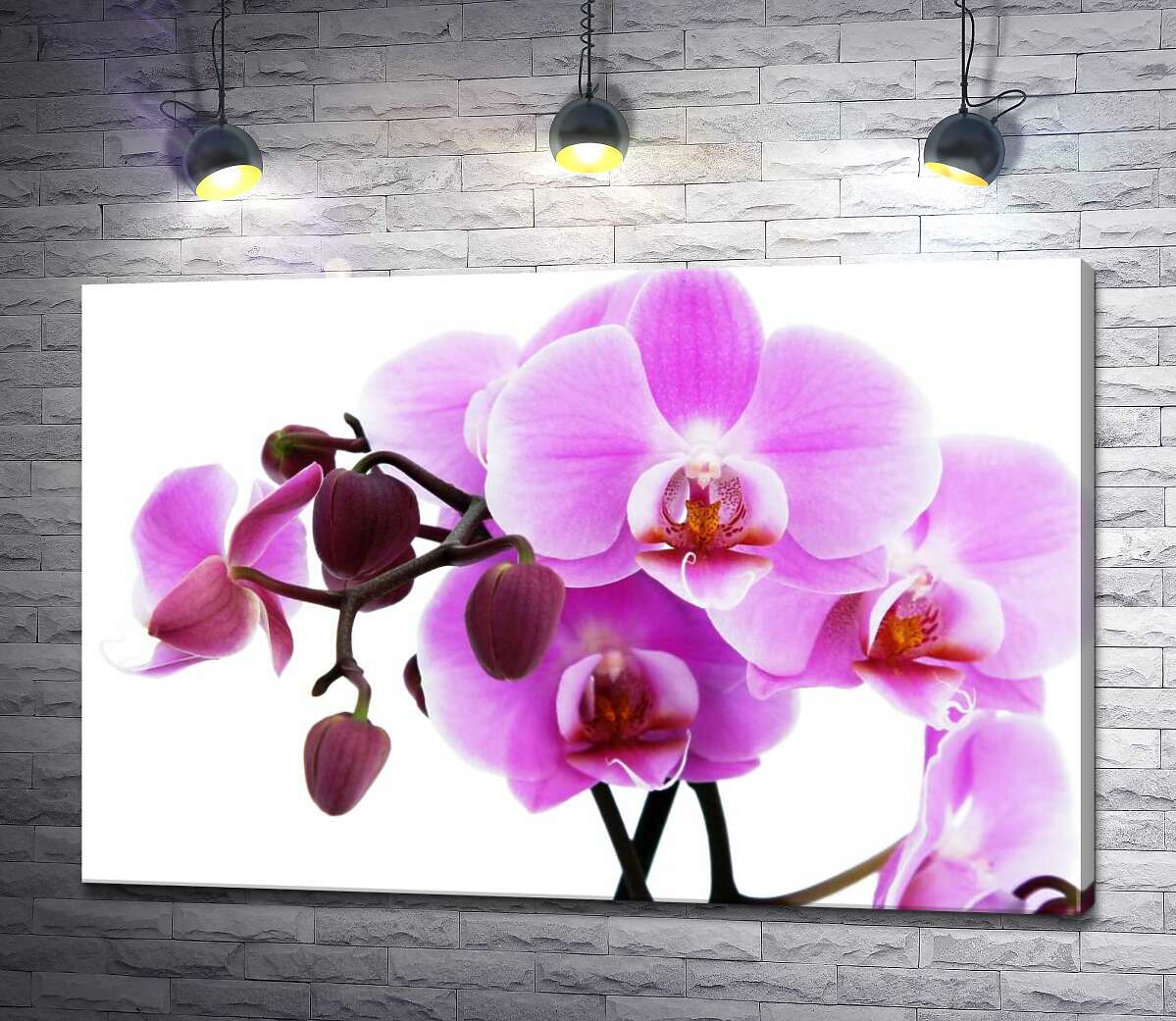 картина Величественные цветы пурпурной орхидеи