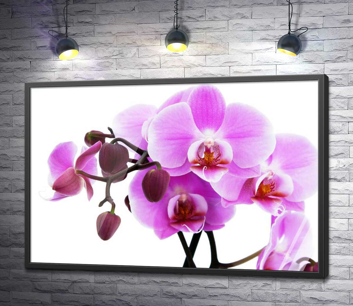 постер Величаві квіти пурпурової орхідеї