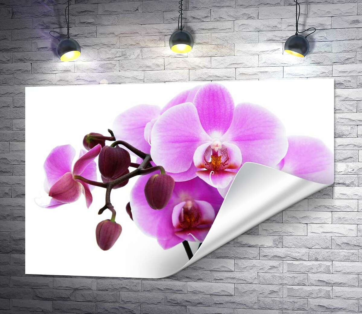 печать Величественные цветы пурпурной орхидеи