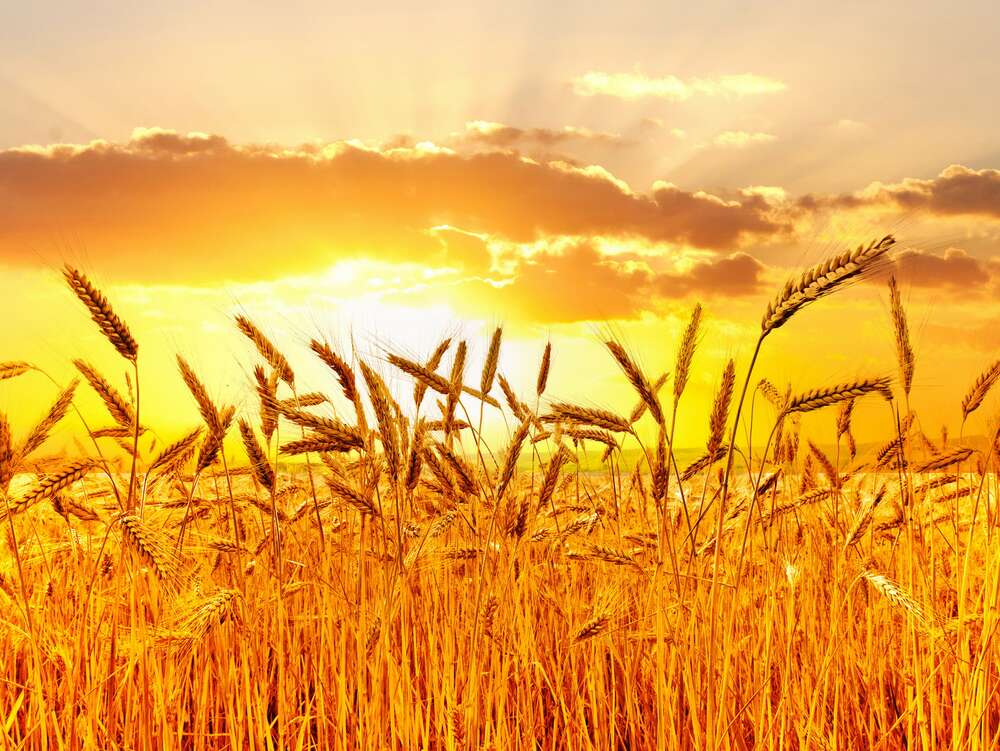 картина-постер Налитые колосья пшеницы в белых солнечных лучах