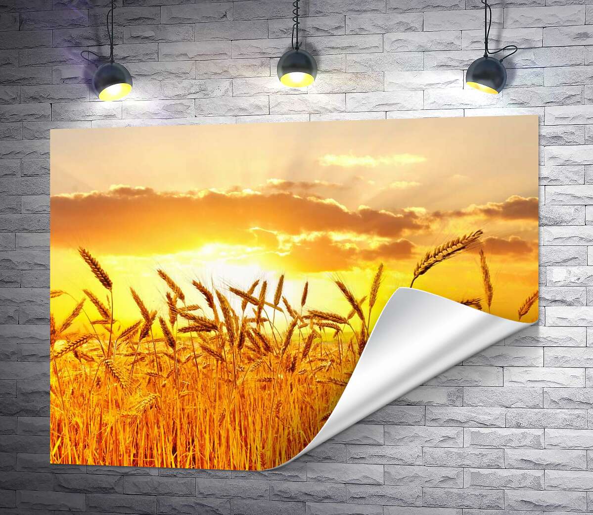 друк Налиті колоски пшениці в білих сонячних променях