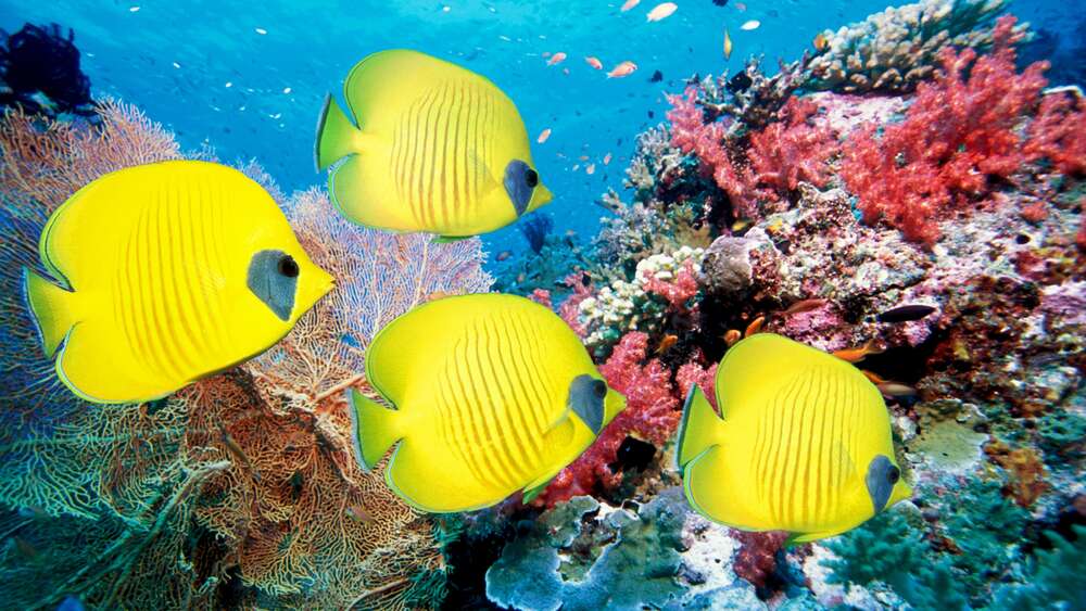 картина-постер Желтые рыбы-бабочки плавают среди рифа
