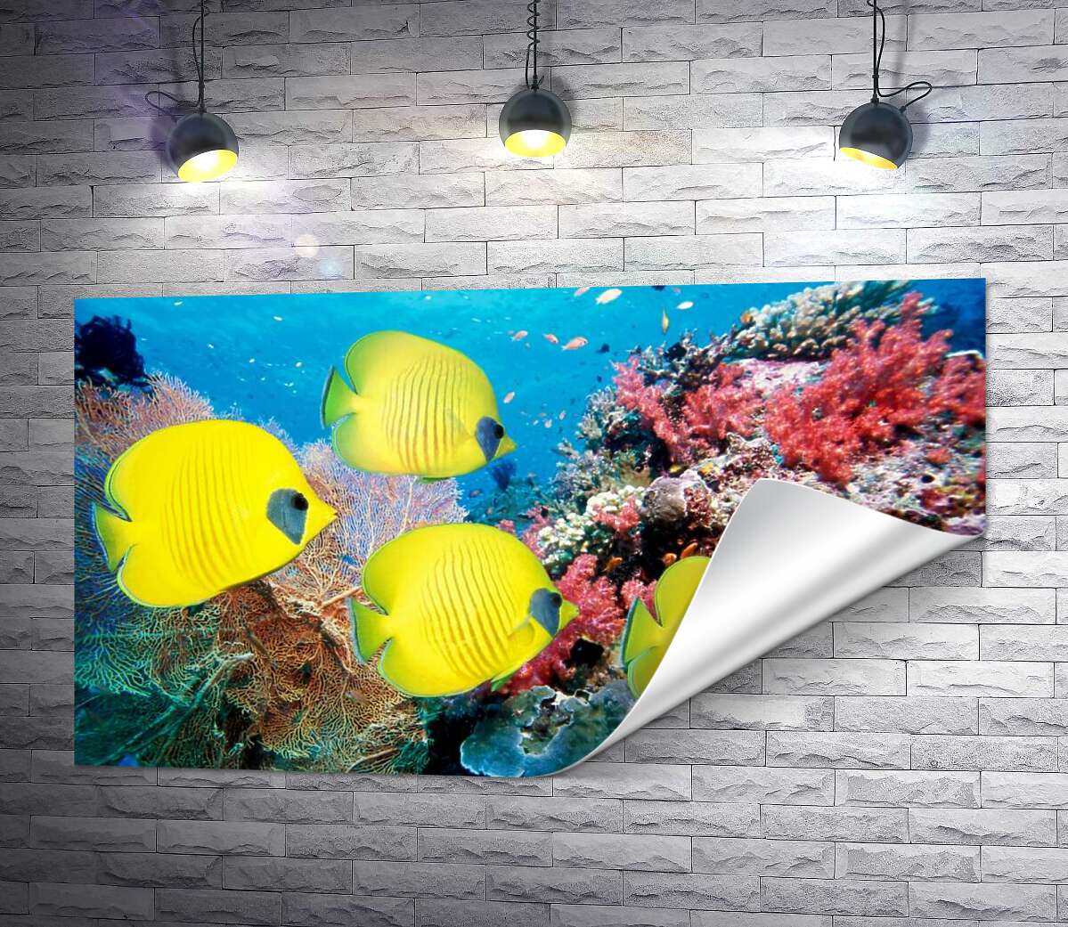 друк Жовті риби-метелики плавають серед рифу