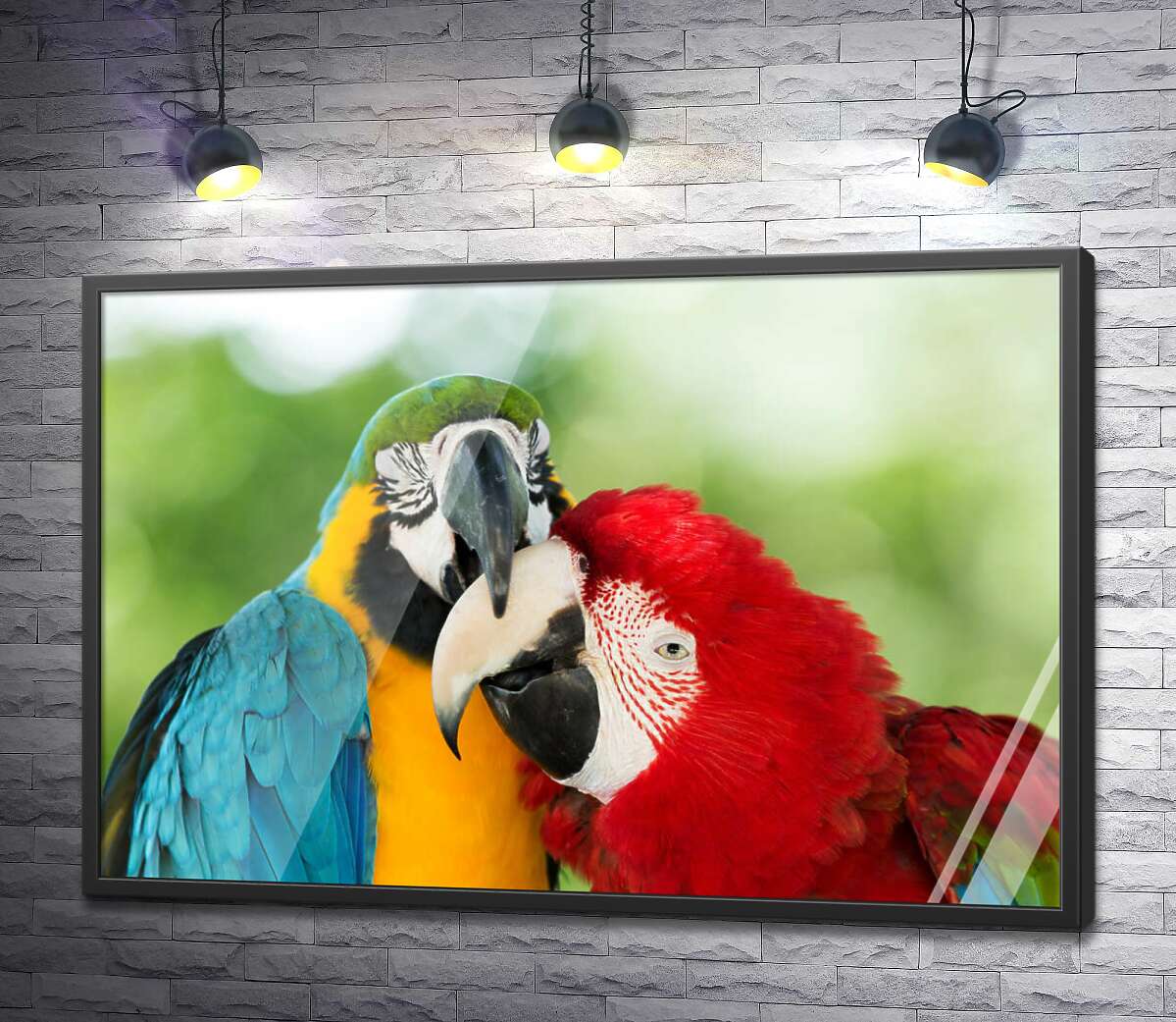 постер Радужная парочка попугаев