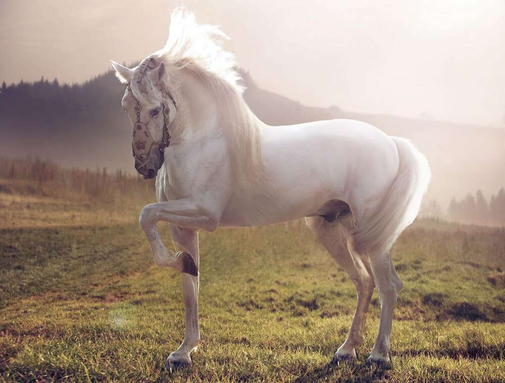 картина-постер Белый красавец конь среди зеленого поля