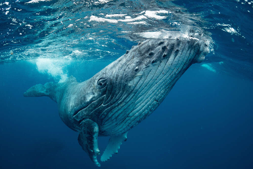 картина-постер Могучие очертания кита в океане