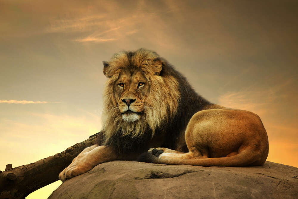 картина-постер Царь зверей: рыжий лев лежит на камне
