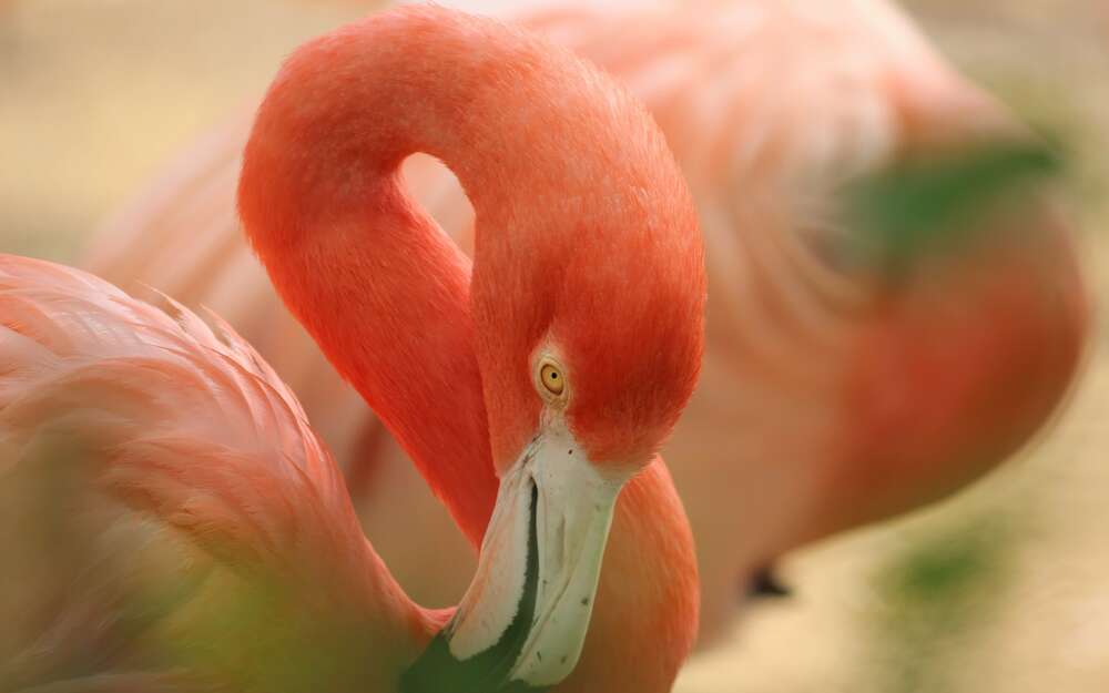 картина-постер Нежно-розовое оперение на изгибах шеи фламинго