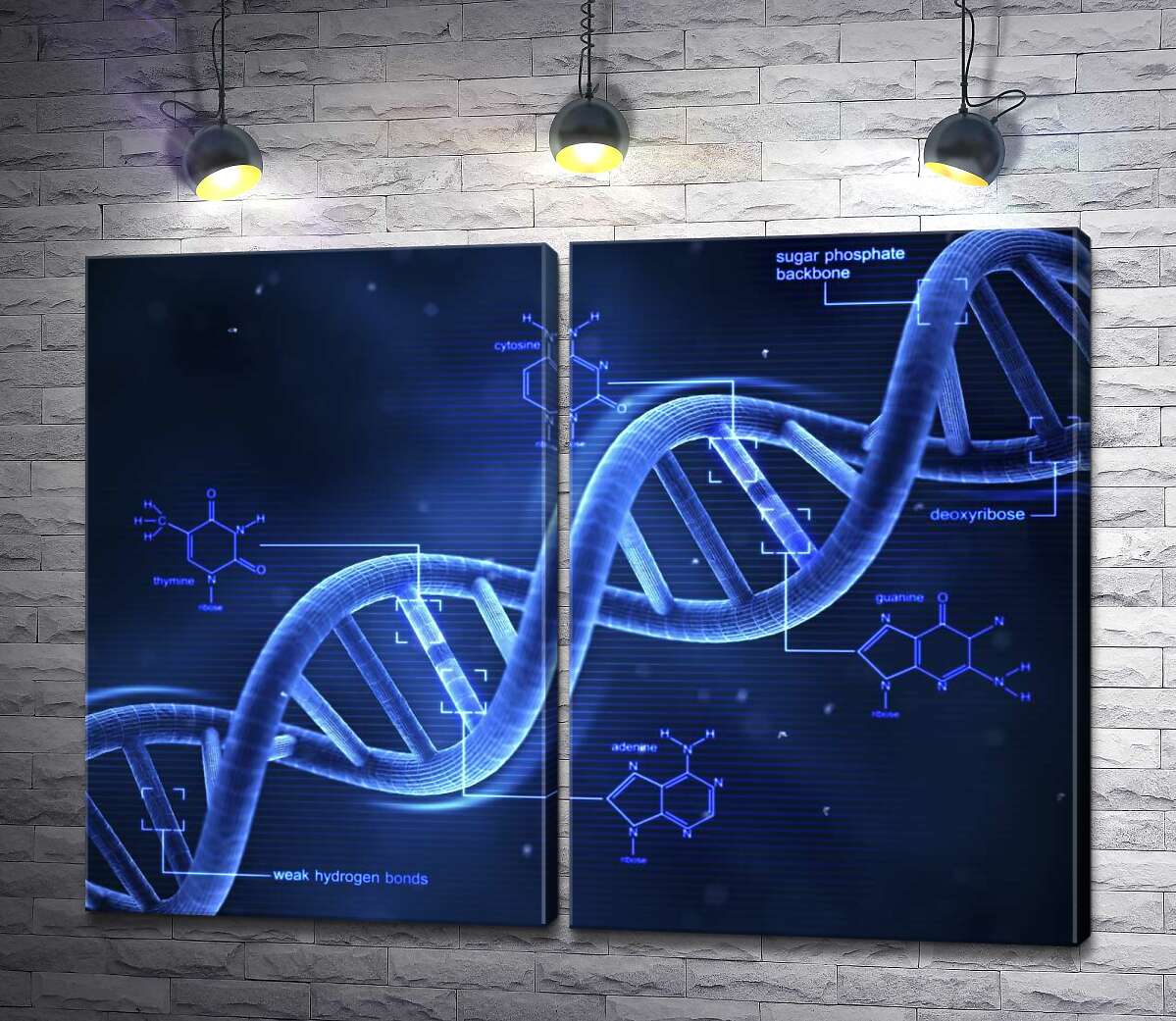 модульная картина Гены в молекулах ДНК хромосомы