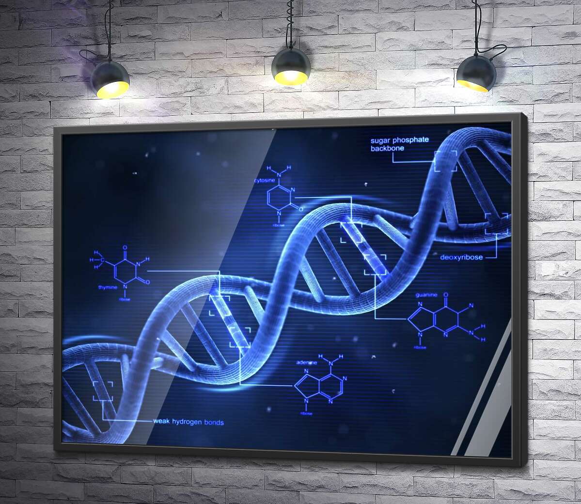 постер Гены в молекулах ДНК хромосомы