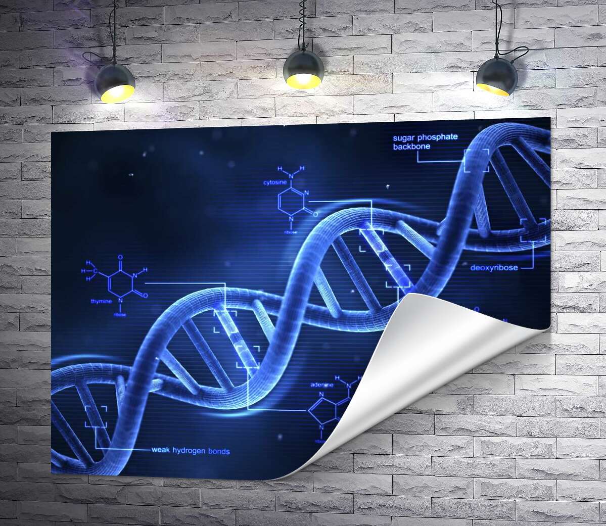 печать Гены в молекулах ДНК хромосомы