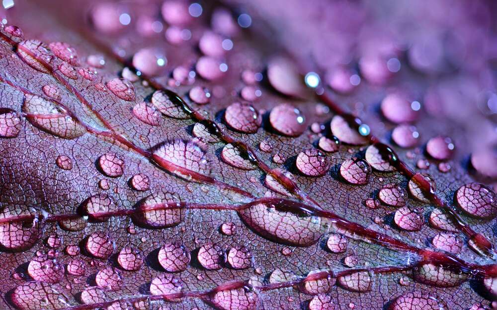 картина-постер Прозрачные капли росы жемчужинами покрыли поверхность фиолетового листа