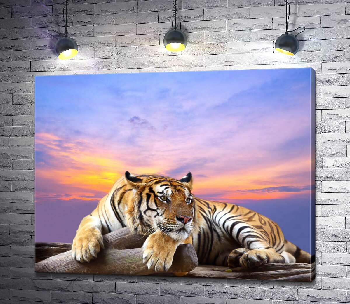 картина Полосатый тигр мирно лежит на камне под переливами вечернего неба