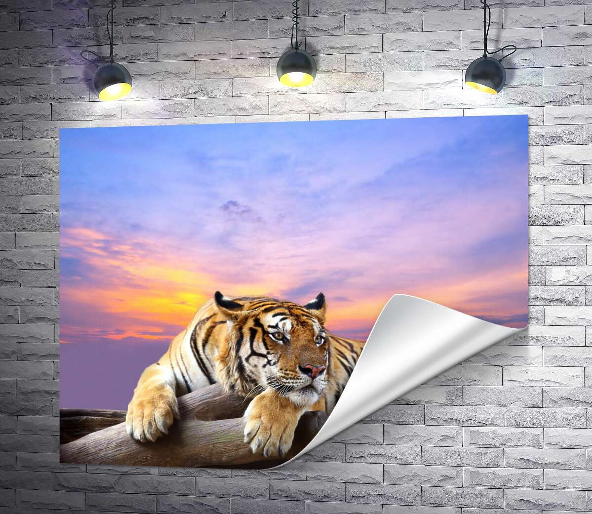 печать Полосатый тигр мирно лежит на камне под переливами вечернего неба