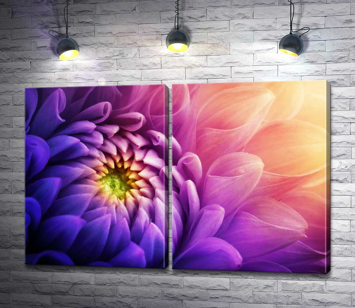 модульная картина Пурпурные лепестки хризантемы, омытые желтым сиянием