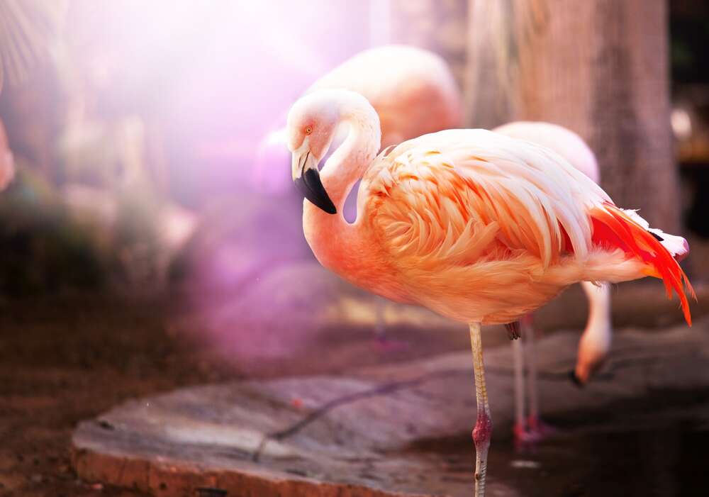картина-постер Персиковые перья фламинго сверкают под солнечным светом