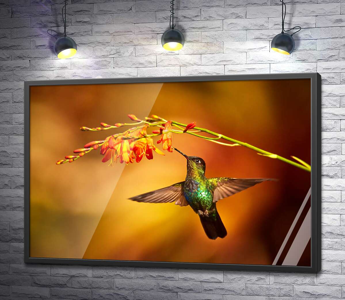 постер Изумрудный колибри тянется клювом к оранжевому цветку за нектаром