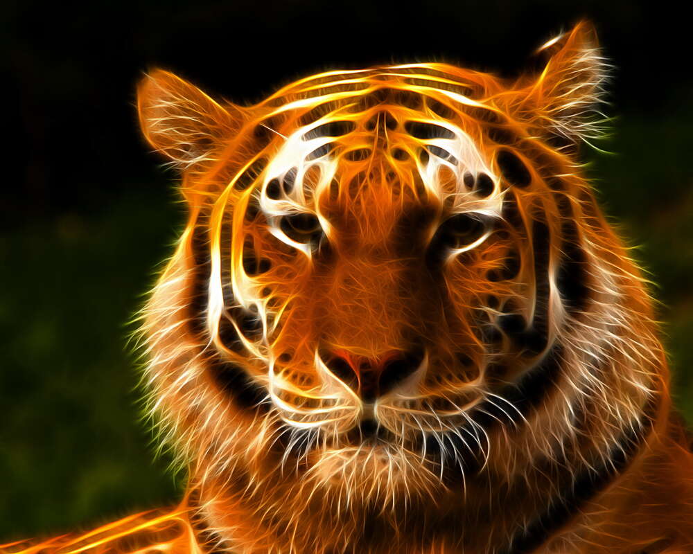 картина-постер Королевский силуэт тигра