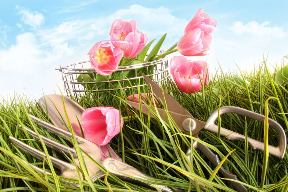 картина-постер Только срезанные тюльпаны потерялись в траве