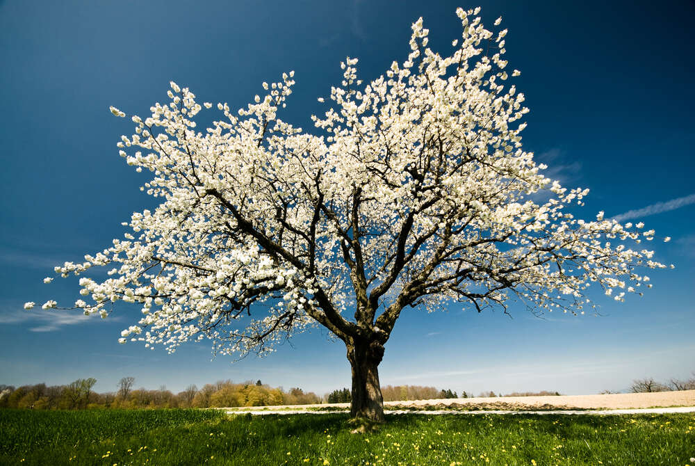 картина-постер Ажурное цветение весеннего дерева