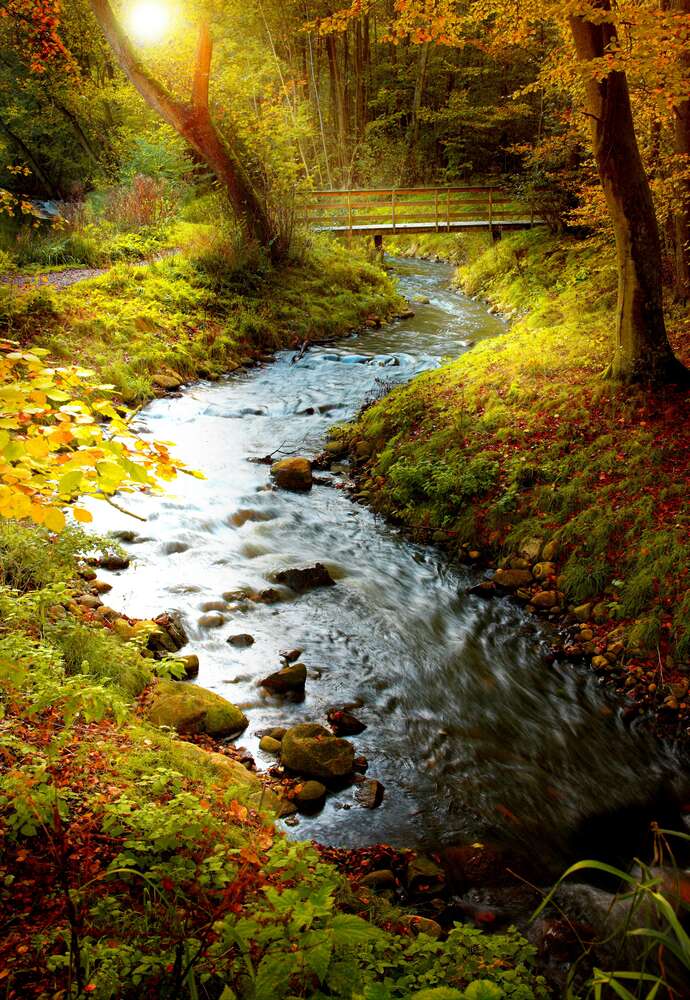 картина-постер Мягкие переливы желтой осени на берегах лесного ручья